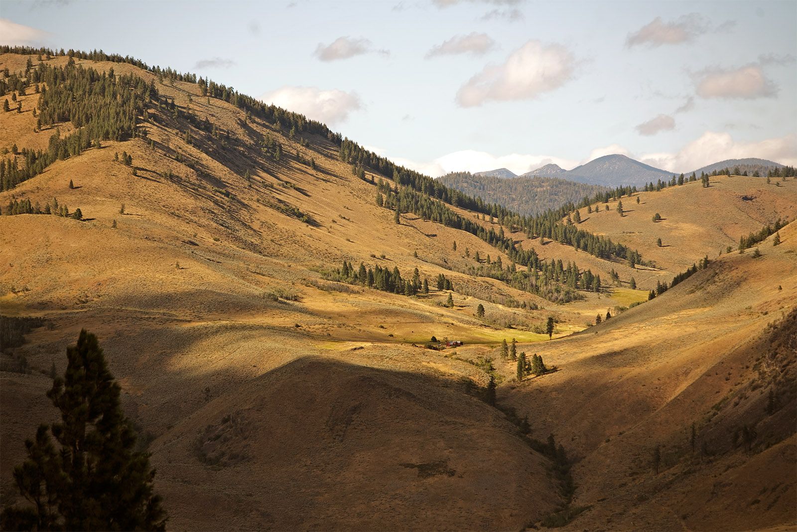 Golden hills of the Methow Valley